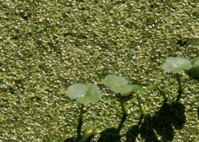 [Except for a few plants which look like litte umbrellas above the green, the water is completely covered by small green seeds. They float on the water and look like a green carpet.]